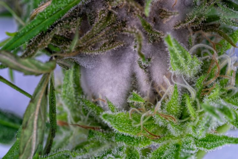 Mold only visible on the inside of the marijuana  bud