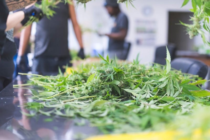 Don't over prune your cannabis plants to reduce recovery time.