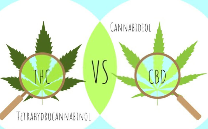 What is the difference between CBD and THC?