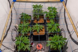 Cannabis plants in small grow tent cultivated with Sea of Green Method