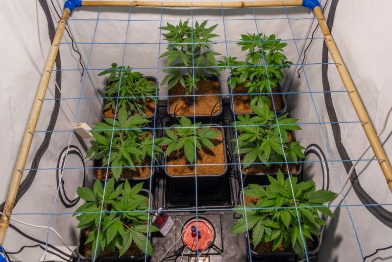The ultimate guide to the best grow tent setup for beginners