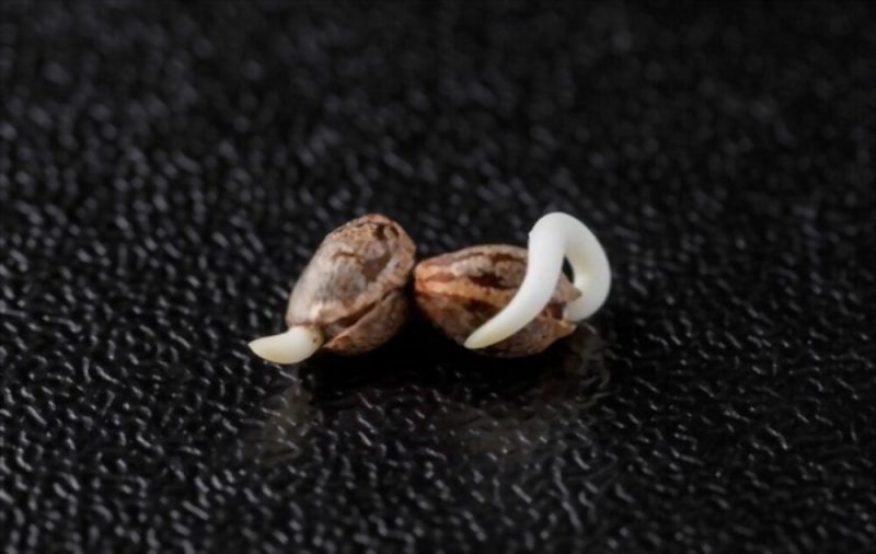 Cannabis seeds germinate from its cell