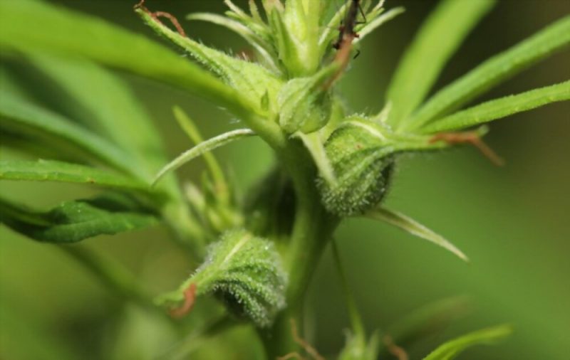 Female cannabis plant with fine white hairs 