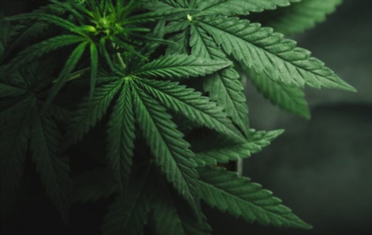 Grow Cannabis with Sea of Green Method (SOG)