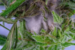 High humidity in a grow tent mold formation inside cannabis bud. 