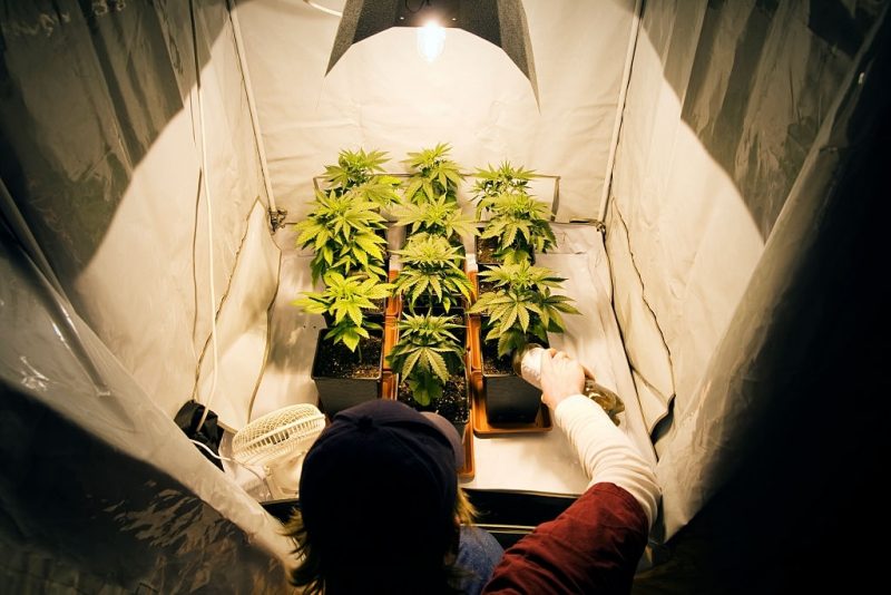 Here is how to control temperature and humidity in grow tent effectively 