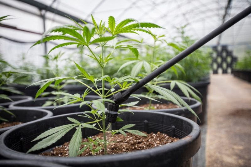Flush cannabis plants before harvest