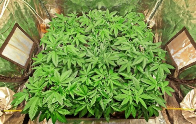 Cannabis plants are packed like sardines in a small grow tent to make a stunning Sea of Green. 