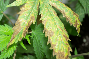 Cannabis fan leaf turning black