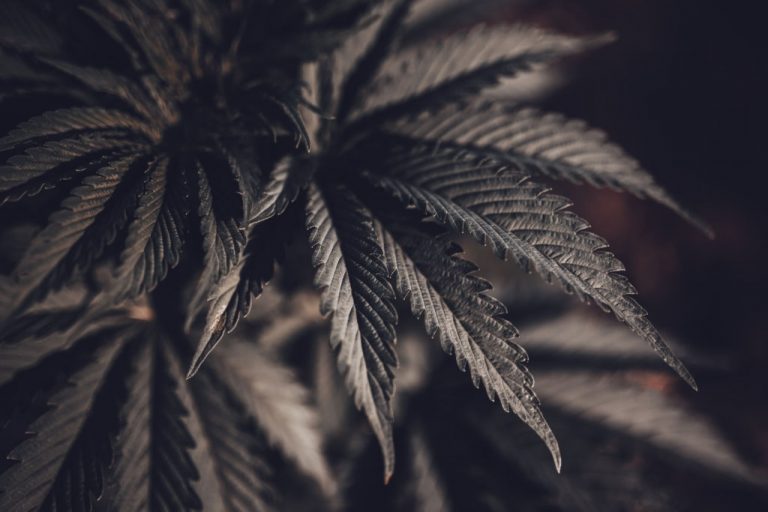 Cannabis fan leaves turning black (Causes and Solutions Guide)