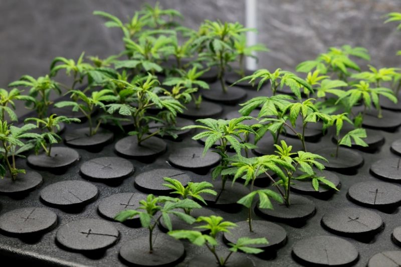 cannabis clones plants 