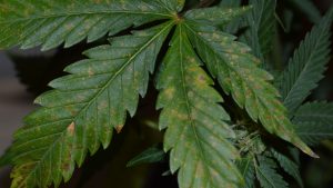 cannabis leave bacteria infection creating dead spots 