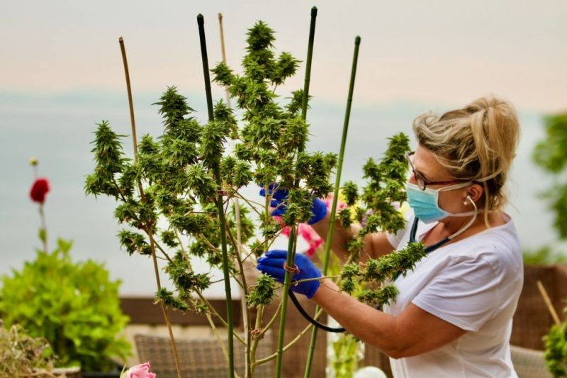 Woman wearing gloves and mask pruning cannabis plant.