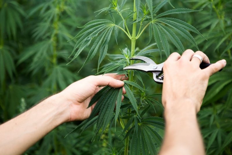 Pruning cannabis with sharp and clean scissors.