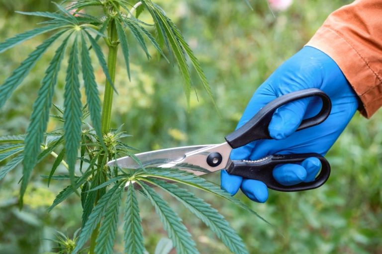 6 Pro Tips to prune cannabis to increase yield: Trimmers 