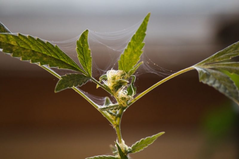 Young Cannabis flower covered in webbing from spider mite infestation 