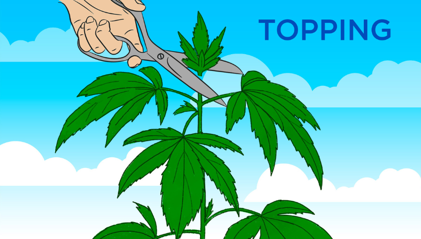 Here is where to cut the cannabis plants when topping