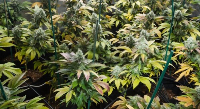 Cannabis leaves turning yellow during flowering (7 Causes and Solutions)