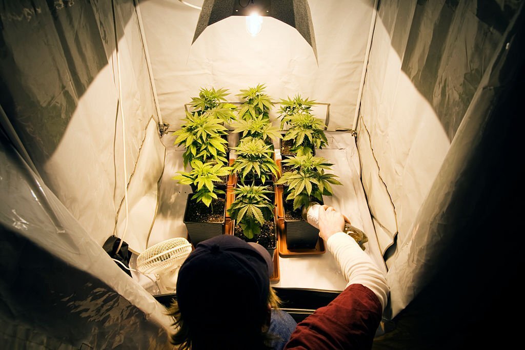 Young man watering cannabis plants in grow tent to flush out nutrient and fertilizer build-up. 