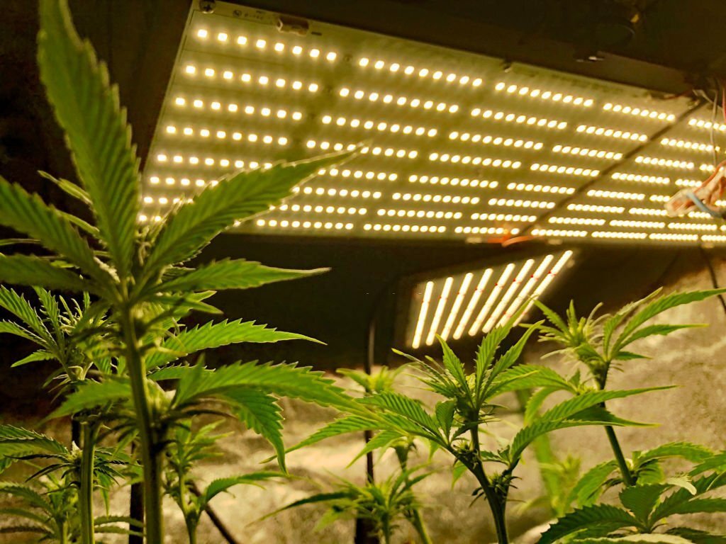 The 2023 Cannabis Grow Tent Setup for Beginners offers an easy-to-follow, comprehensive guide to creating the perfect indoor environment for cultivating thriving cannabis plants, even for those with limited space and no prior experience.