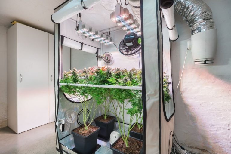 Cannabis plants growing in a Smell-Proof Grow Room during flowering stage.