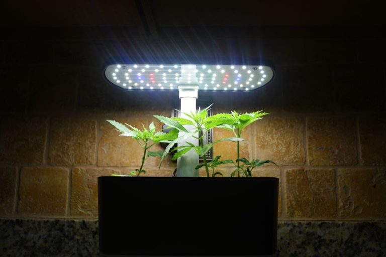 Small Cannabis plants grown from seed pods under a LED light.