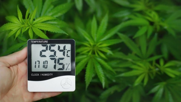Thermometer and hygrometer in hand show the temperature and humidity next to the cannabis plant.