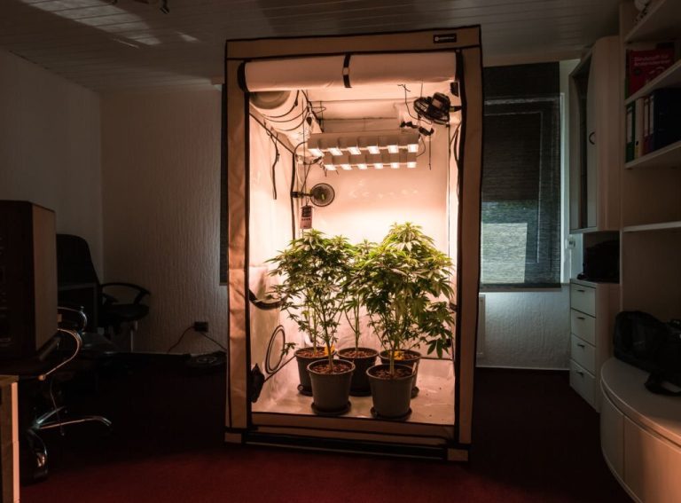 Shot of a cannabis plants growing in a grow tent during flowering stage