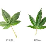 Indica and sativa cannabis plant leaves isolated over white background