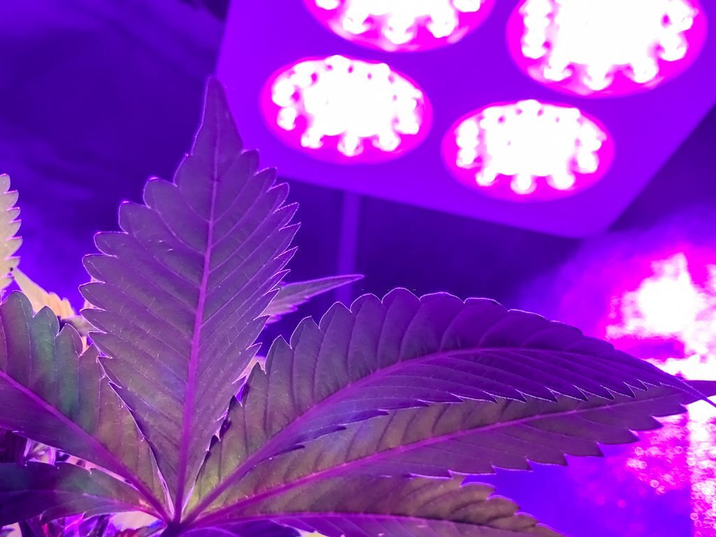 One cannabis plant under LED spot light