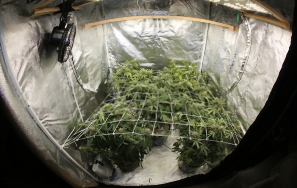Cannabis in 4x4 grow tents raised with the Sea of Green method and Screen of Green net.