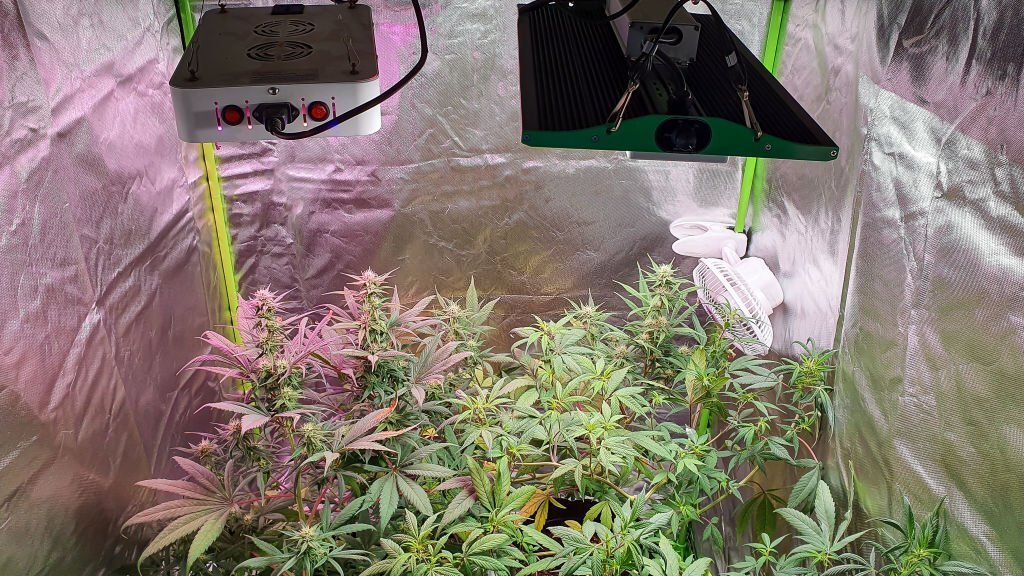 Indoor medical cannabis tent grow kit using led lights